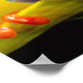 レッドアイツリーフロッグ、アガリチニスカリドリア、先住民 ポスター (角)