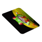 レッドアイツリーフロッグ、アガリチニスカリドリア、先住民 マグネット (右側)