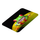 レッドアイツリーフロッグ、アガリチニスカリドリア、先住民 マグネット (左側)