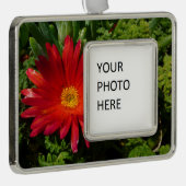 レッドアイフラワーカカラフルーペットプラント シルバープレートフレームオーナメント (右)