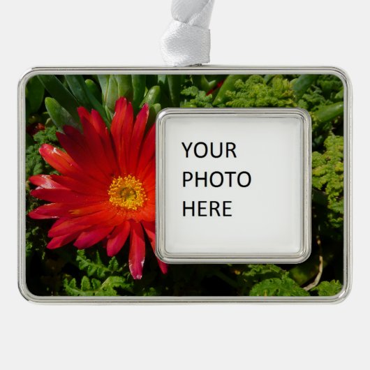 レッドアイフラワーカカラフルーペットプラント シルバープレートフレームオーナメント (正面)