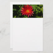 レッドアイフラワーカカラフルーペットプラント 便箋 (正面/裏面)