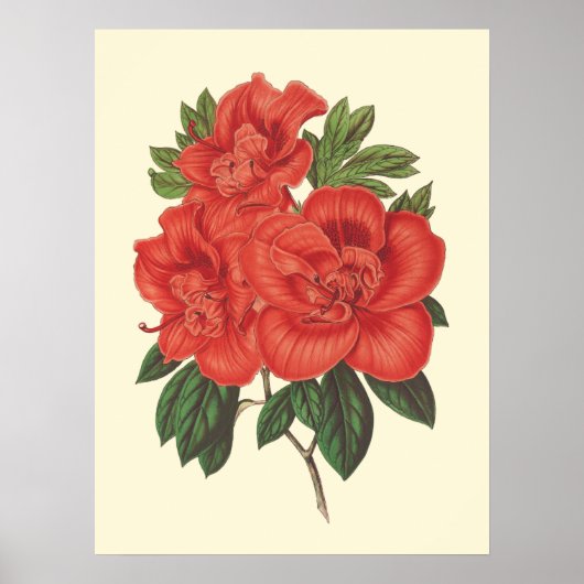 レッドアザレア植物性イラストレーション ポスター (正面)