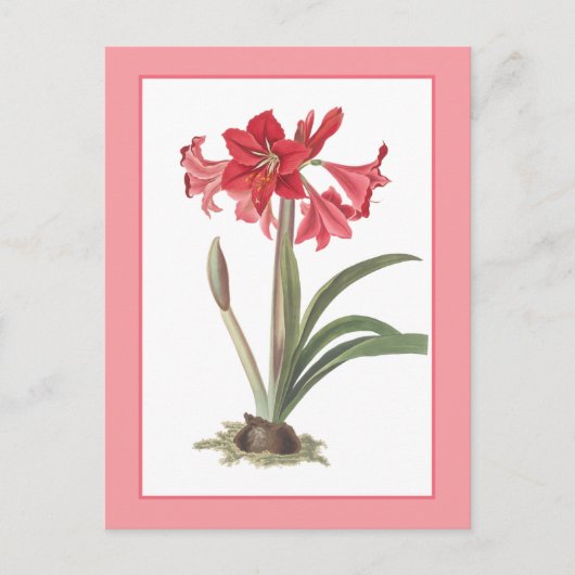 レッドアマリリスボタニカルイラストレーションはがき ポストカード (正面)