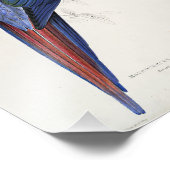 レッドアンドイエローマカオエドワードリアイラストレーション フォトプリント            (角)