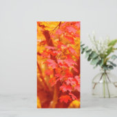 レッドイエロー紅葉秋メープル自然美しい (スタンド正面)