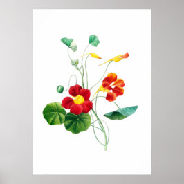 レッドウィローウィードIIプリントバイメリーヴォーウォルコット ポスター