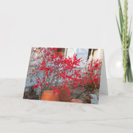 レッドウィンターベリー – Martha's Vineヤード カード