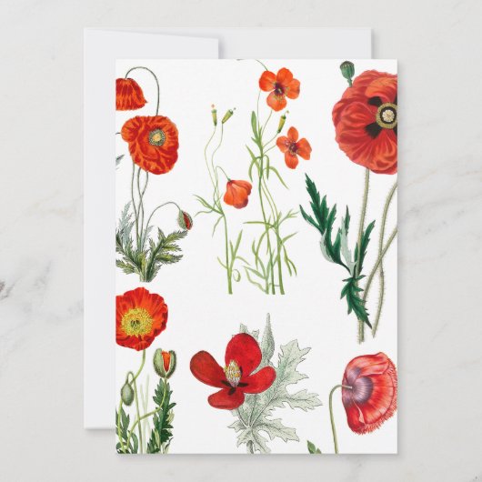 レッドウォーターカラーポピー花模様サプライズ誕生日 招待状 (裏面)