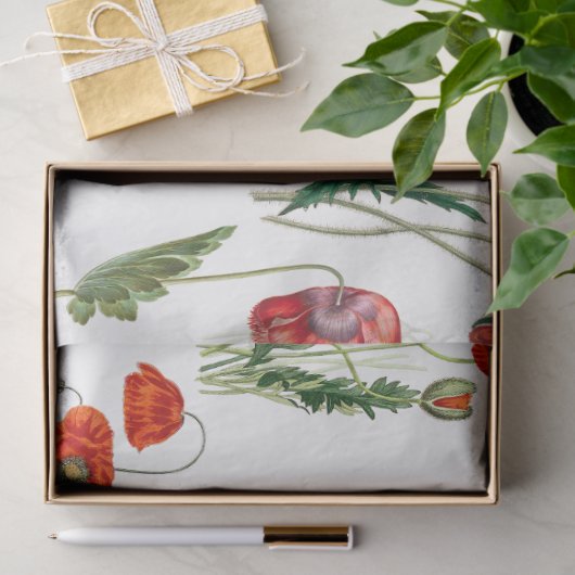 レッドウォーターカラーポピー花模様 薄葉紙 (ギフト)