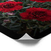 レッドウォールアートのカーネーション・ディアンサスby Stan VG ポスター (角)