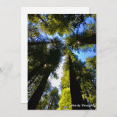 レッドウッズで背の高い立地 シーズンカード (正面/裏面)