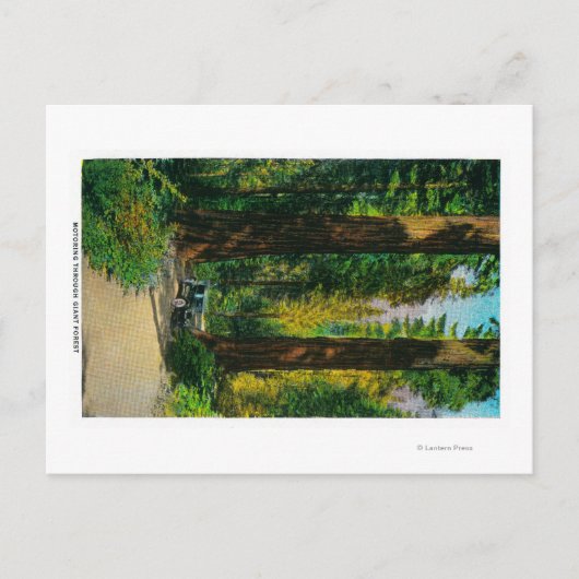 レッドウッズの巨大な森の中を自動車で移動 ポストカード (正面)