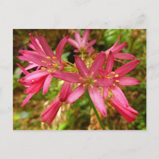 レッドウッズの赤いクリントニアの花 ポストカード (正面)