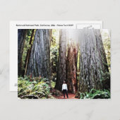 レッドウッズハガキ ポストカード (正面/裏面)