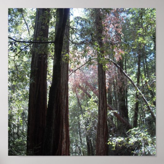 レッドウッズ ポスター (正面)