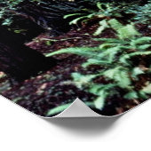 レッドウッズ – ミュアウッズ国定記念碑 ポスター (角)