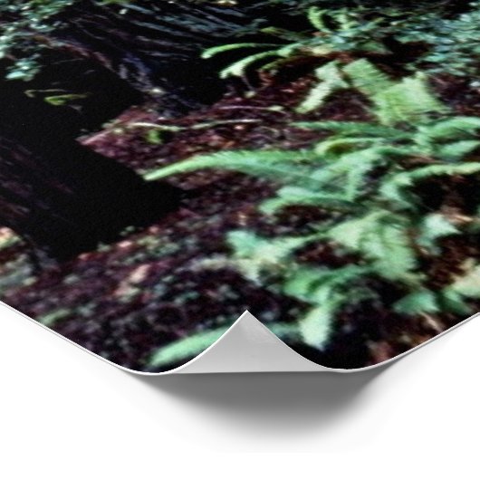 レッドウッズ – ミュアウッズ国定記念碑 ポスター (角)