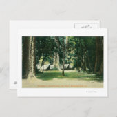 レッドウッドのキャンプの景色 ポストカード (正面/裏面)