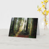 レッドウッドの朝 カード (黄色い花)