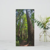 レッドウッドの木の高い葉書 (スタンド正面)