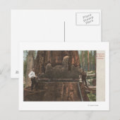 レッドウッドの木を切るランバージャック ポストカード (正面/裏面)