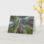 レッドウッドの木 |カリフォルニア州マリン郡 カード (黄色い花)