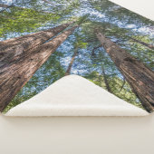 レッドウッドの木 |カリフォルニア州マリン郡 シェルパブランケット (3/4)