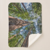 レッドウッドの木 |カリフォルニア州マリン郡 シェルパブランケット (正面)