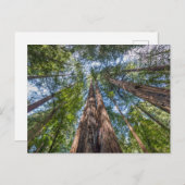レッドウッドの木 |カリフォルニア州マリン郡 ポストカード (正面/裏面)