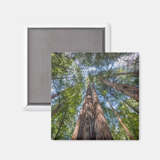 レッドウッドの木 |カリフォルニア州マリン郡 マグネット (正面/裏面)
