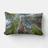 レッドウッドの木 |カリフォルニア州マリン郡 ランバークッション (正面)