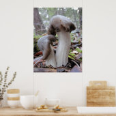 レッドウッドの森林菌 ポスター (キッチン)