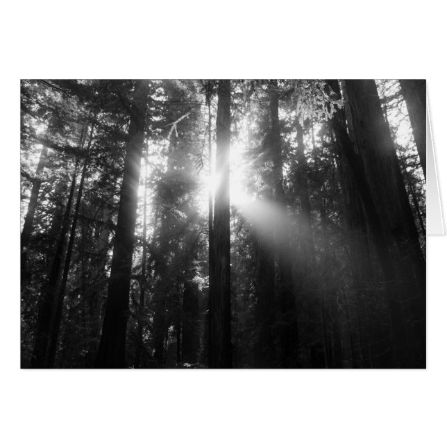 レッドウッドの森林 (正面横)