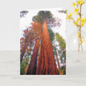 レッドウッドの森林-ブランクの中の挨拶状 カード (黄色い花)