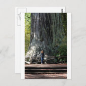 レッドウッドの森林 ポストカード (正面/裏面)