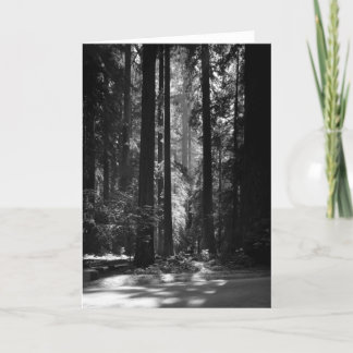 レッドウッドの森林、創設者のGrove 1966年 カード