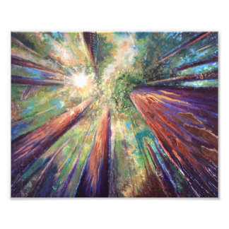 レッドウッドキャノピー フォトプリント           