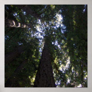 レッドウッドグローブ ポスター