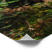 レッドウッドツリーズフォレストアートプリントビッグレッドウッド ポスター (角)