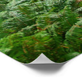 レッドウッドトレイル ポスター (角)