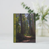 レッドウッドナショナルパークスタウグローブ ポストカード (スタンド正面)