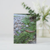 レッドウッドフォレストバナナスラグ ポストカード (スタンド正面)