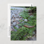 レッドウッドフォレストバナナスラグ ポストカード (正面/裏面)