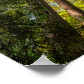 レッドウッド国立公園と州パーク，カリフォルニア ポスター