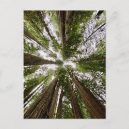 レッドウッド国立公園と州パーク，カリフォルニア ポストカード