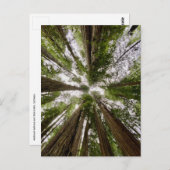 レッドウッド国立公園と州パーク,カリフォルニア ポストカード (正面/裏面)