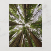 レッドウッド国立公園と州パーク,カリフォルニア ポストカード (正面)