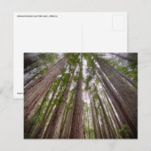 レッドウッド国立公園と州パーク,カリフォルニア ポストカード (正面/裏面)