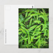 レッドウッド国立公園と州パーク，カリフォルニア ポストカード (正面/裏面)